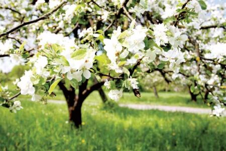 Phenology: Be Observant